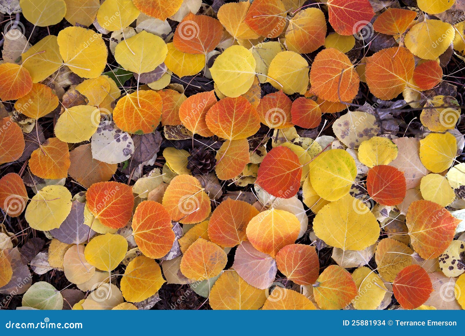 red aspen leaves