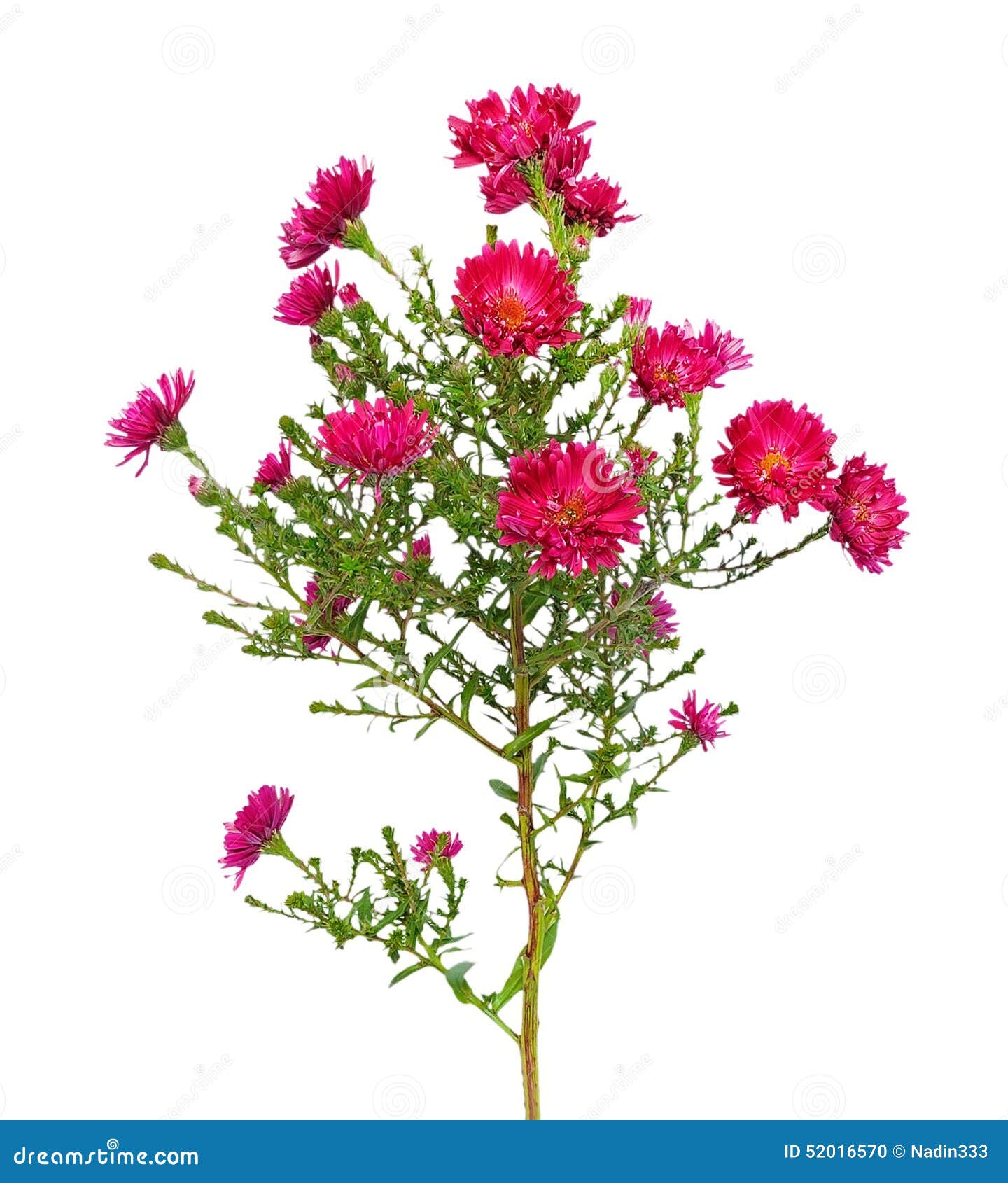 Red aster amellus flower stock photo. Image of european - 52016570