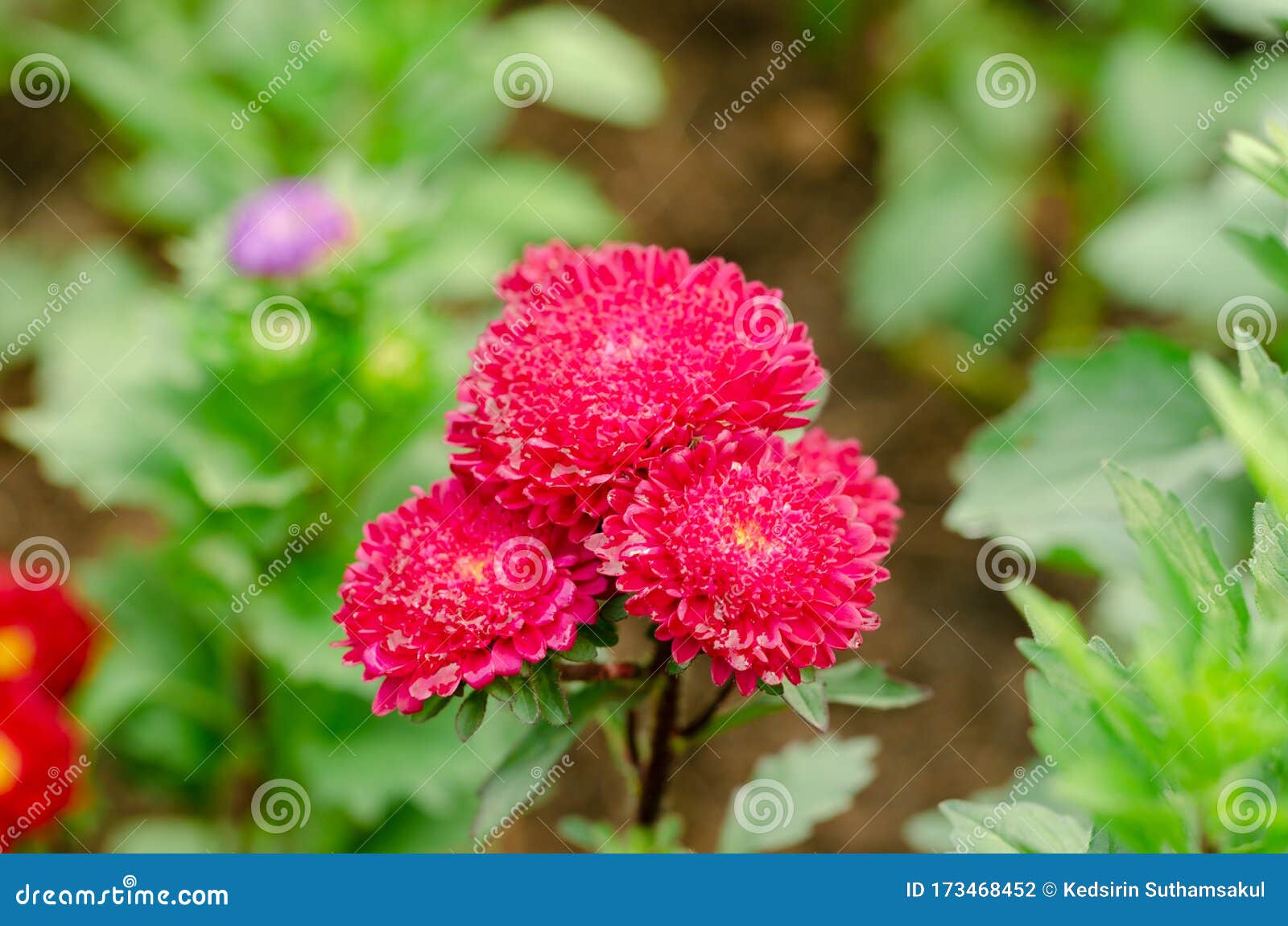 Red Aster Flower In The Garden Stock Photo Image Of China Bouquet 173468452
