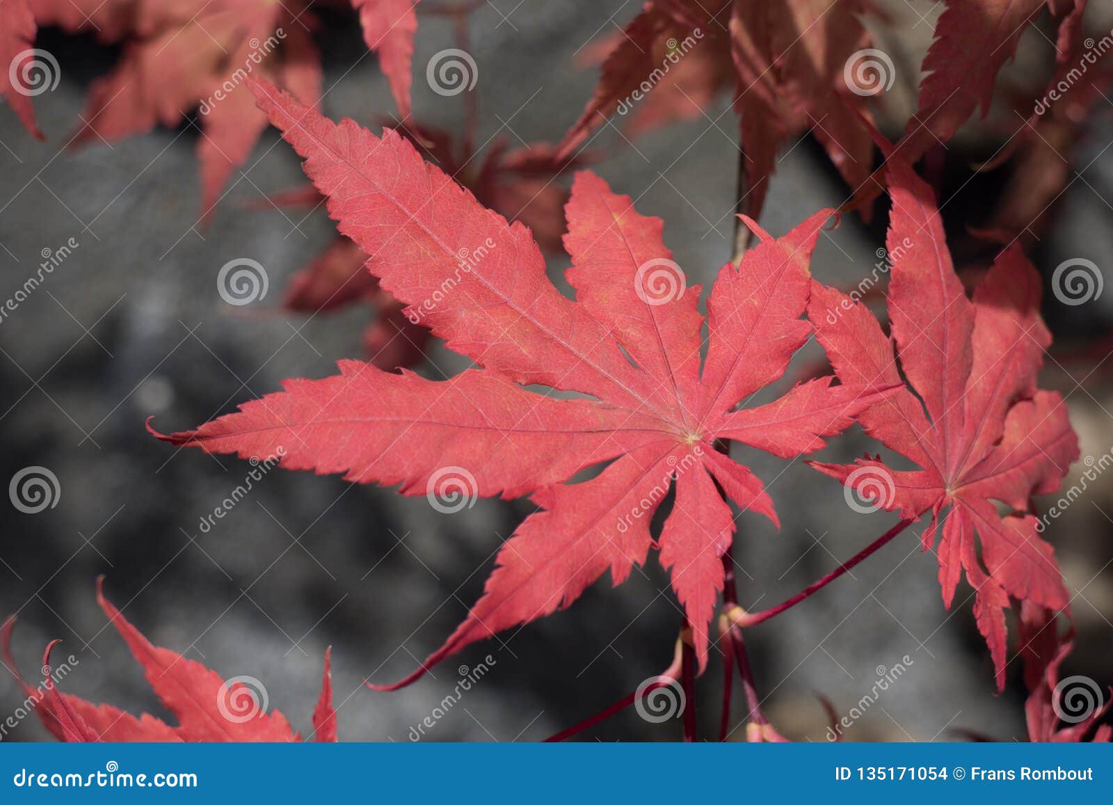 Red autumn acer leaf stock photo. Image of nature, foliage - 135171054