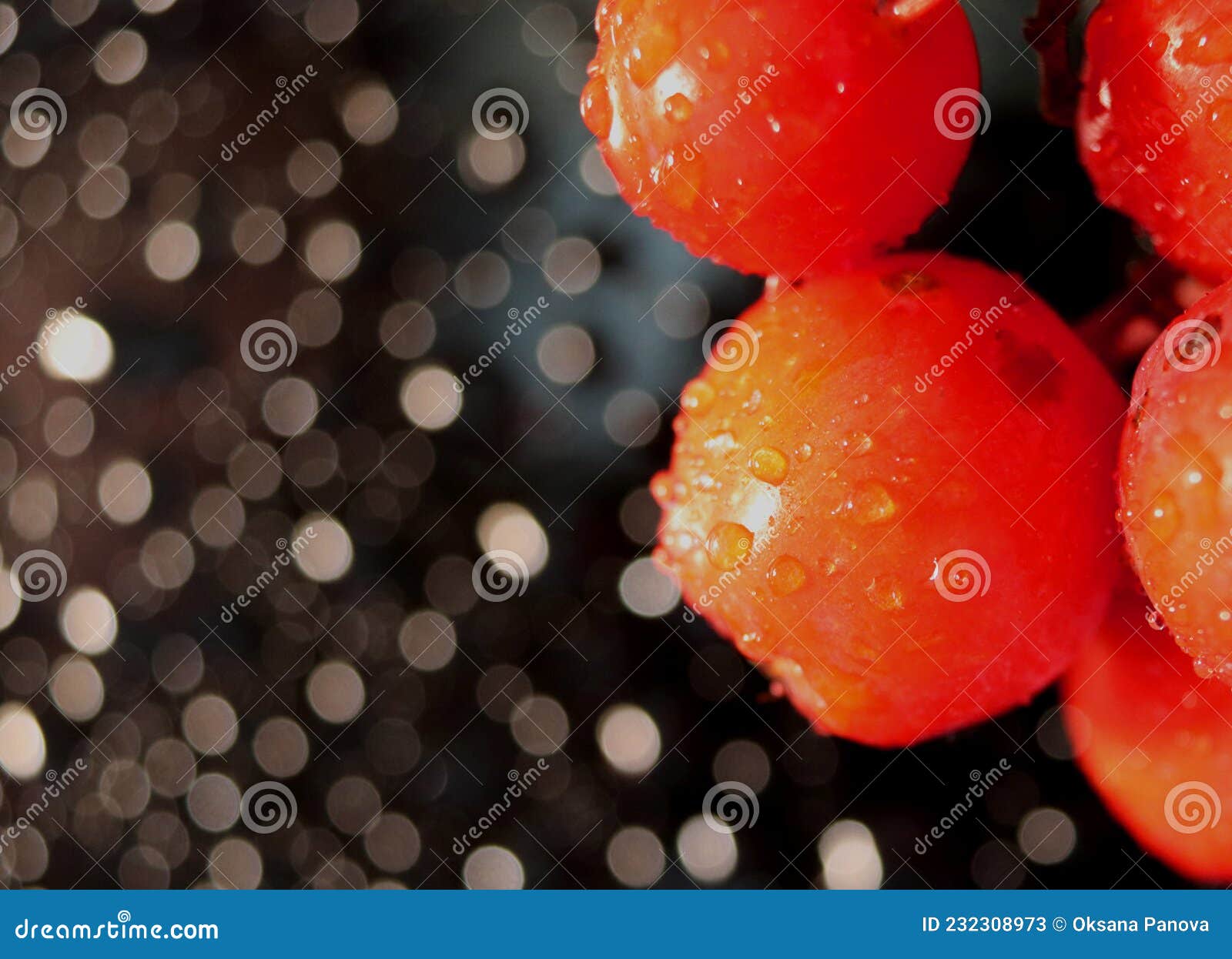 red autumn berries on a dark background with water drops in autumn, macro photography