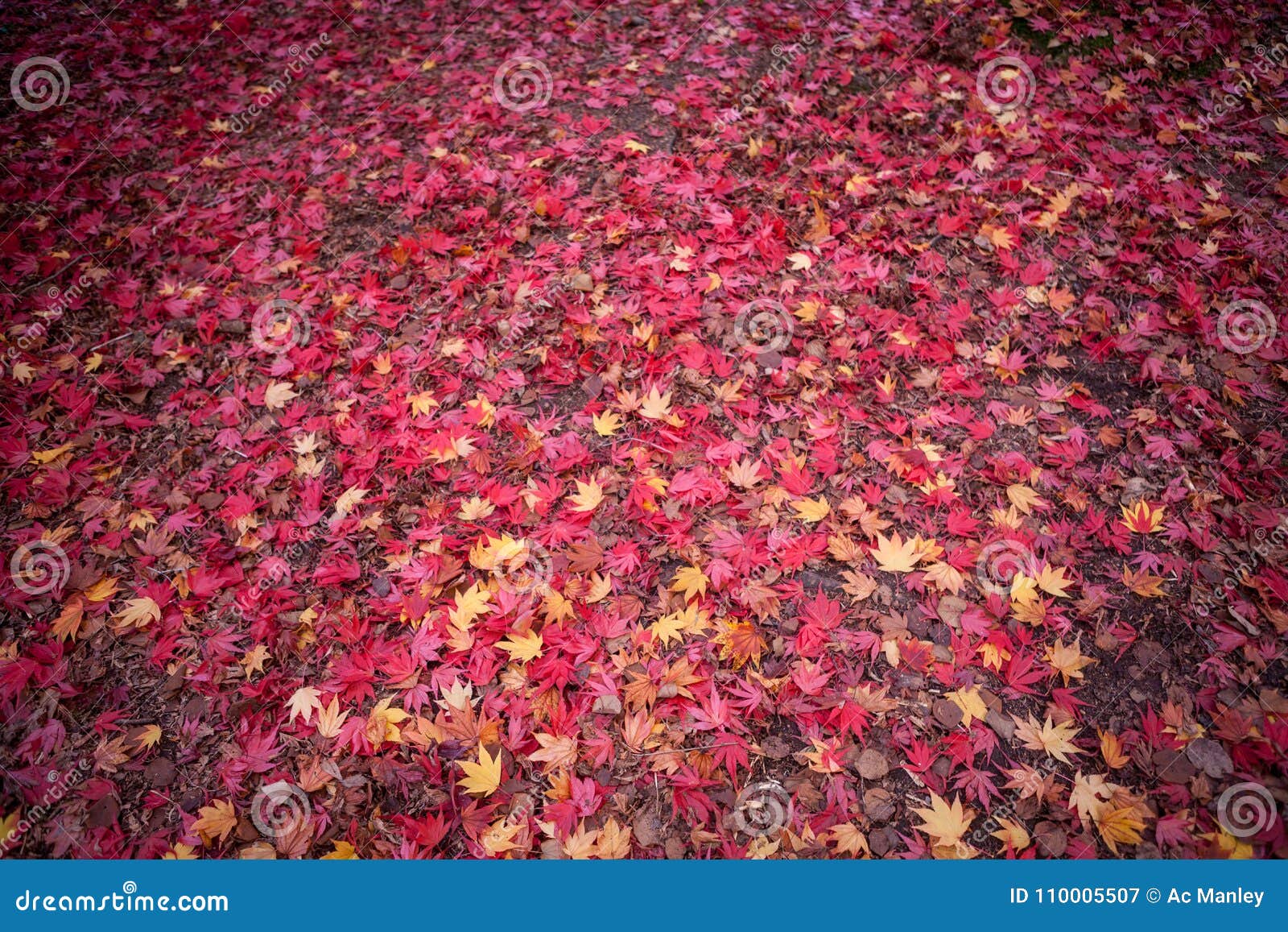 Red Autumn Leaves on the Ground. Stock Image Image of colourful