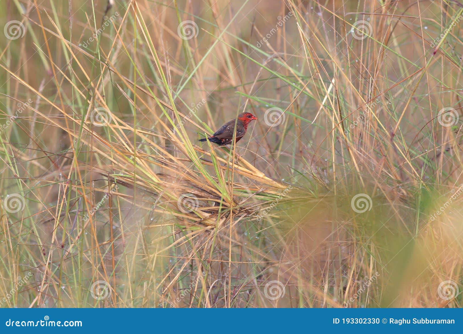 red avadavat amandava amandava amandava