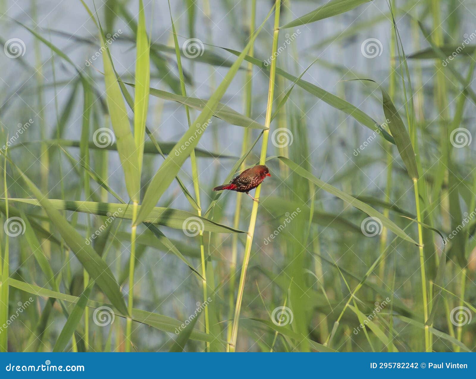 Red Avadavat Perched on Grass Reeds by River Bank Stock Photo - Image ...