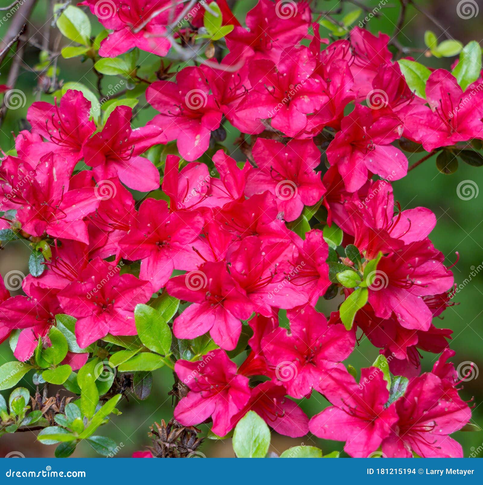 red azalea wildflowers in the mountains of virginia, usa.