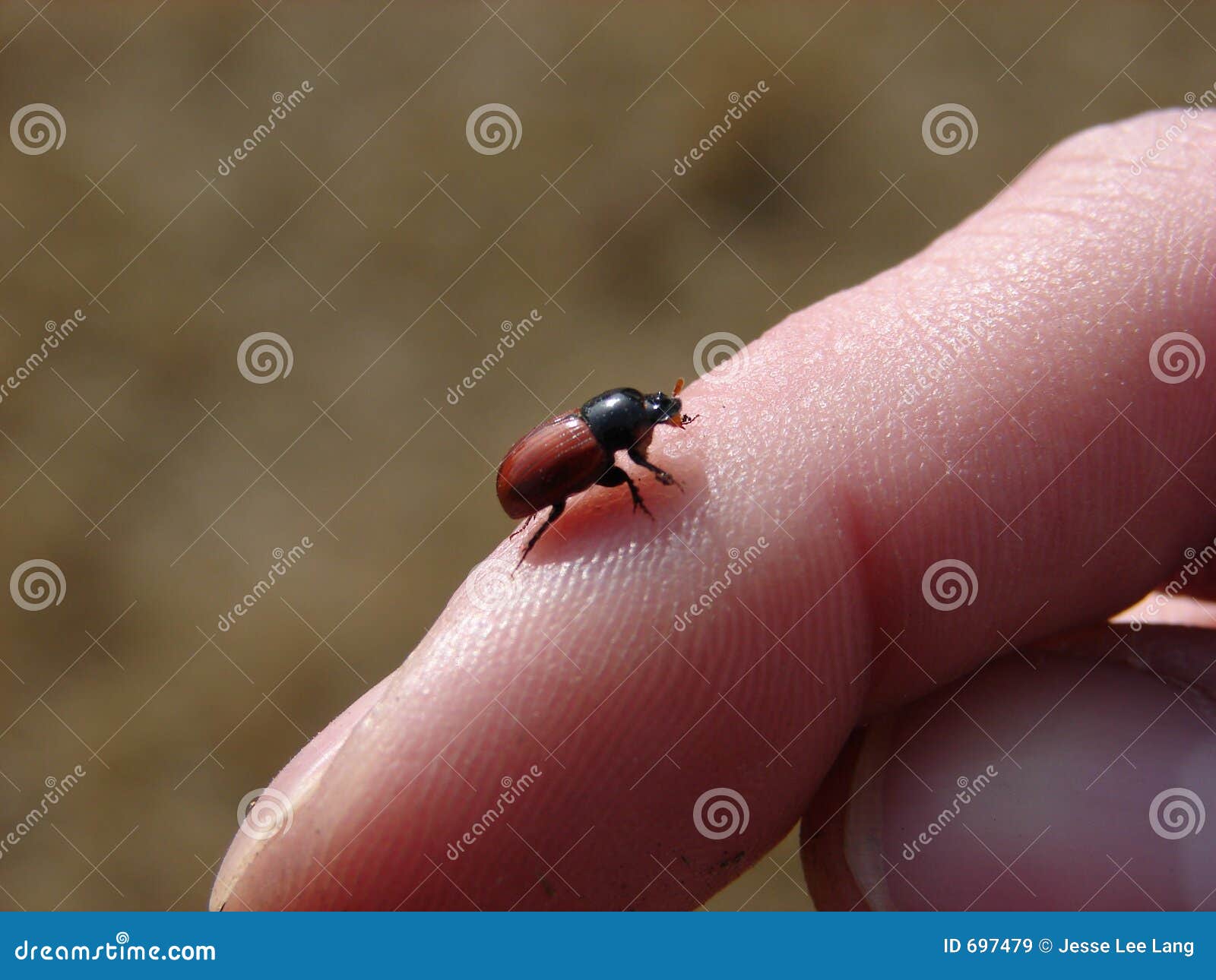 red back beetle