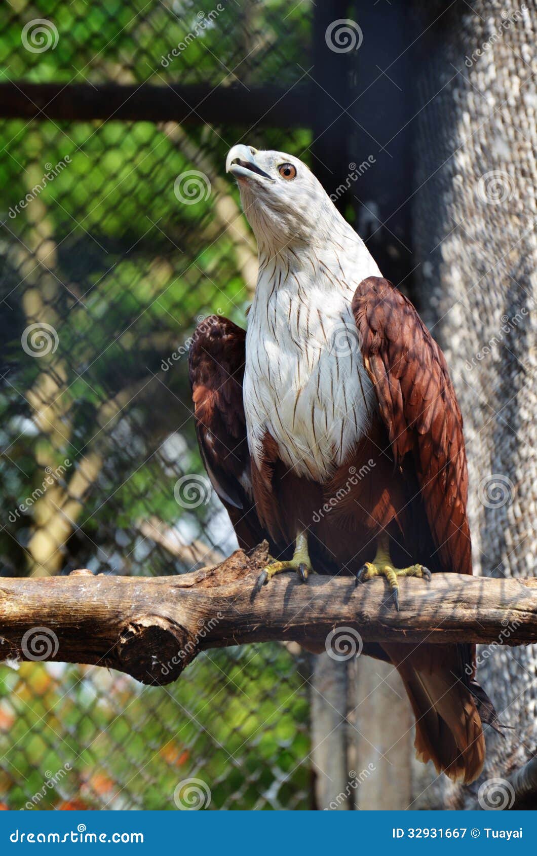 brahminy kite wings brahminy kite wings