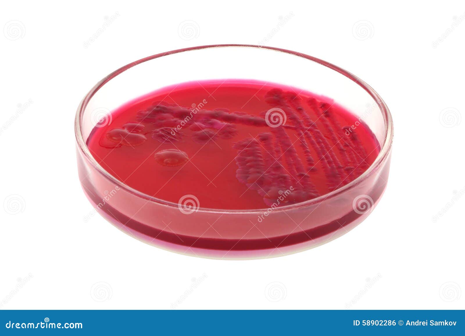 red bacterial colonies on petri dish red agar 