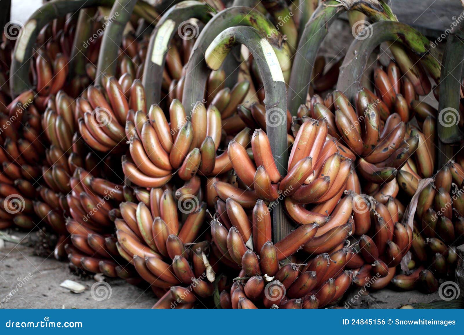 red banana bunch-musa acuminata 'red dacca