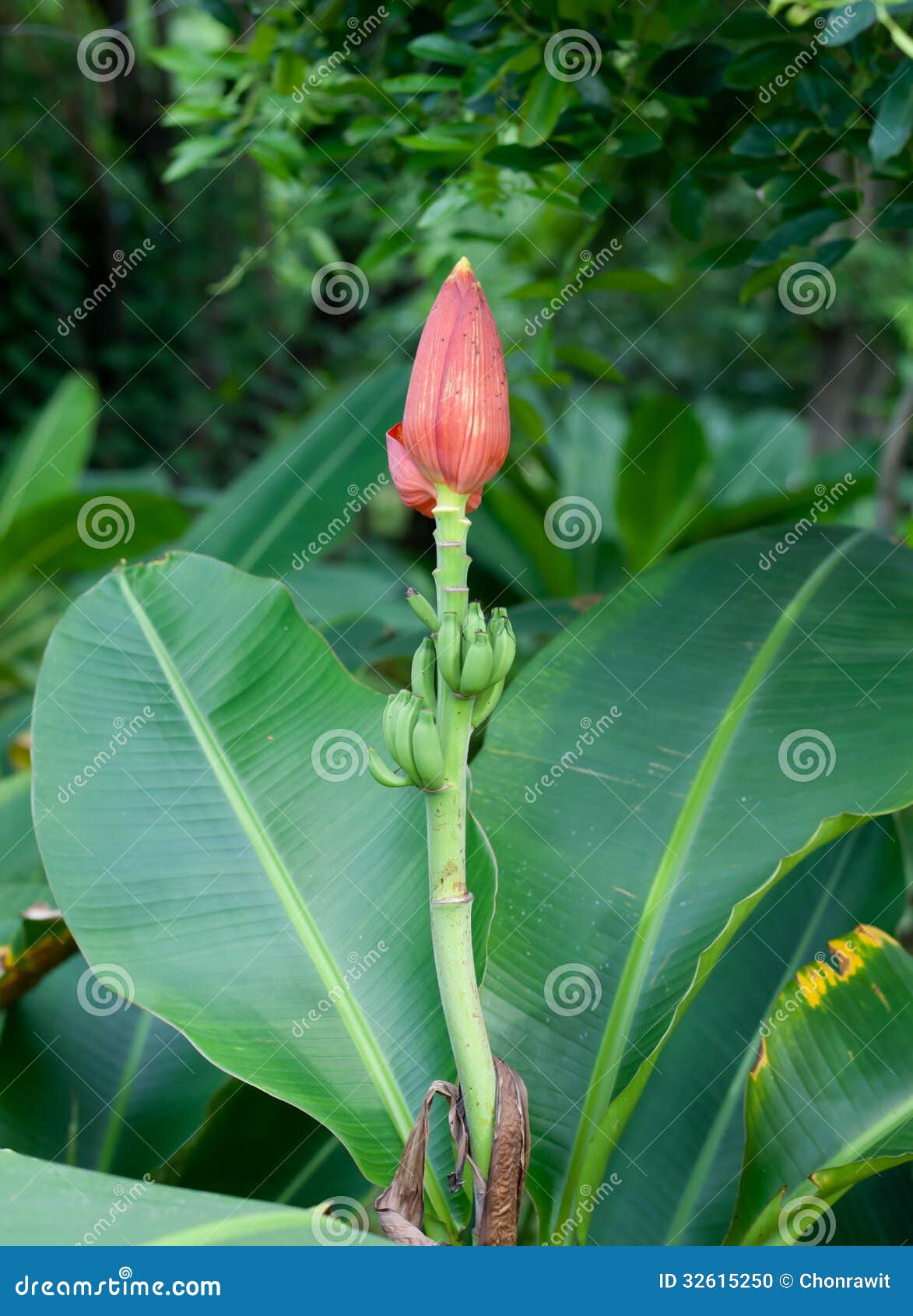 Red banana flower stock photo. Image of beautiful, green 32615250