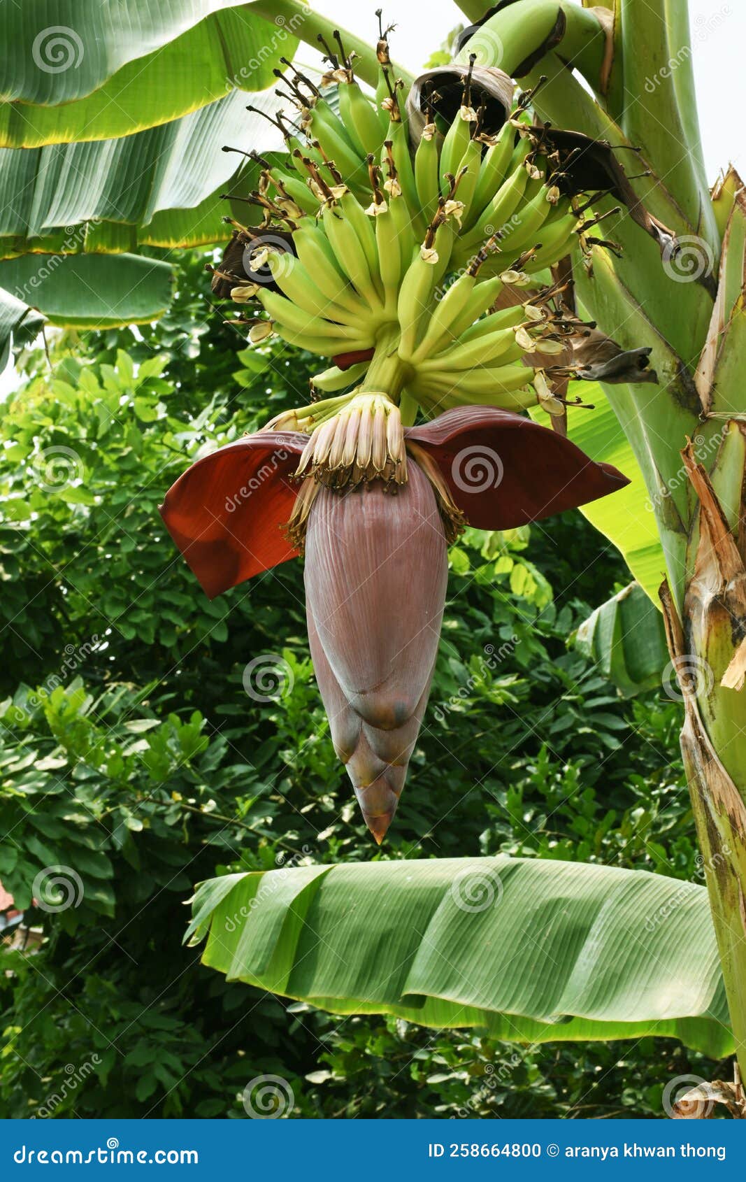 Red Banana Flowers on the Tree Stock Photo Image of natural, flora