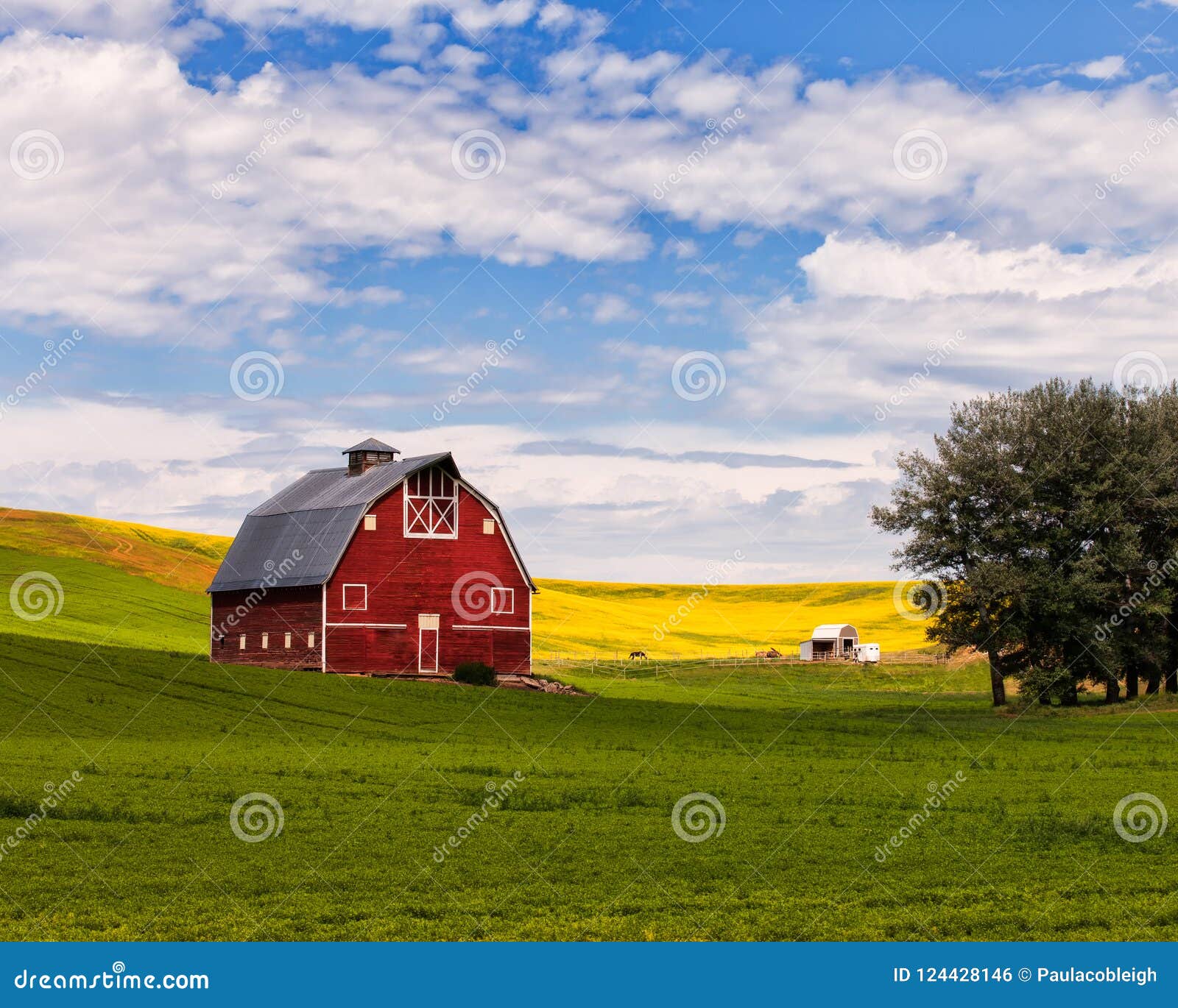 Red Barn And Canola Field In Palouse