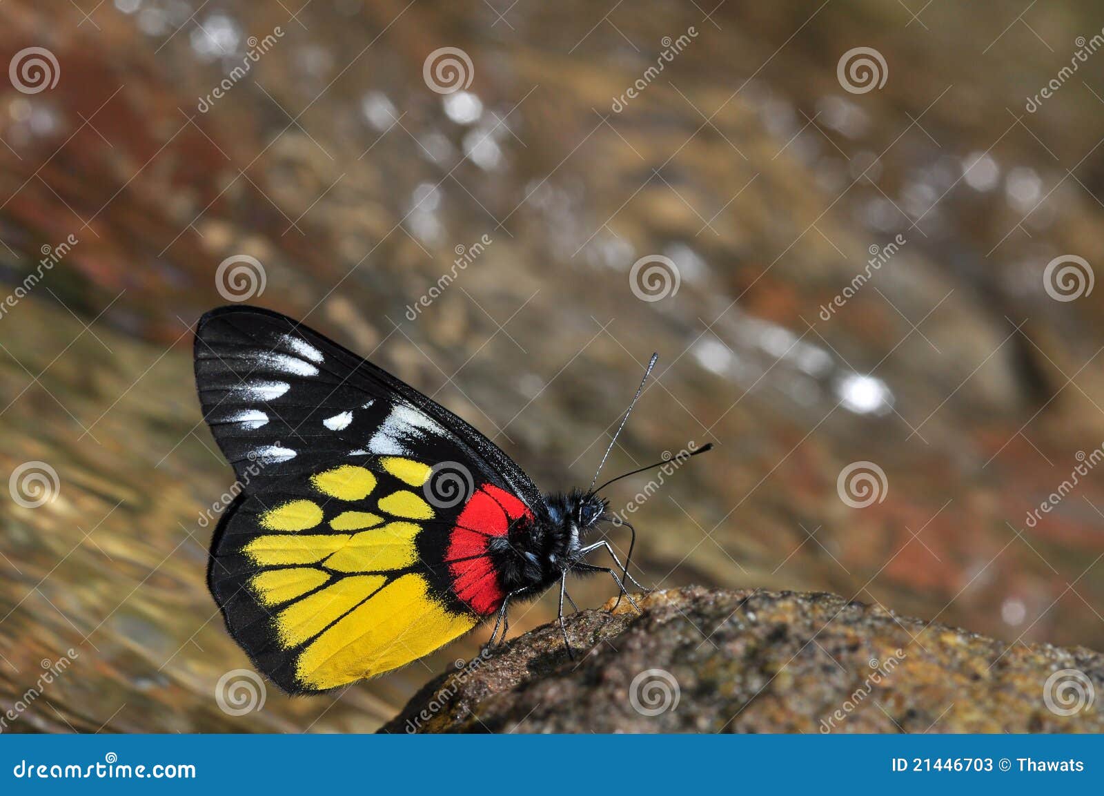 red-base jezebel butterfly