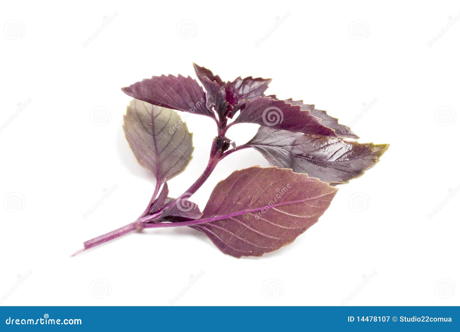 Red Basil stock image. Image of extreme, green, isolated 14478107