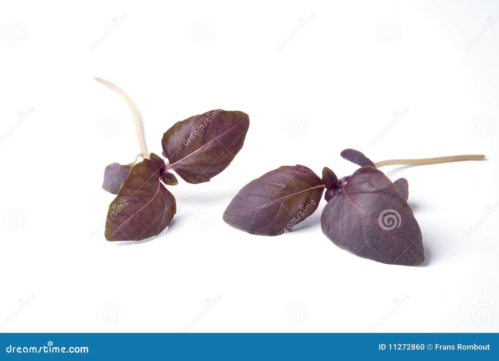 Red Basil Leaves, Acimum Basilicum Stock Photo Image of basilicum