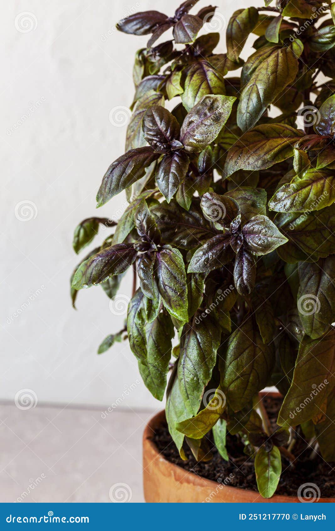 Red Basil Plant in a Kitchen Garden Stock Photo Image of recipe