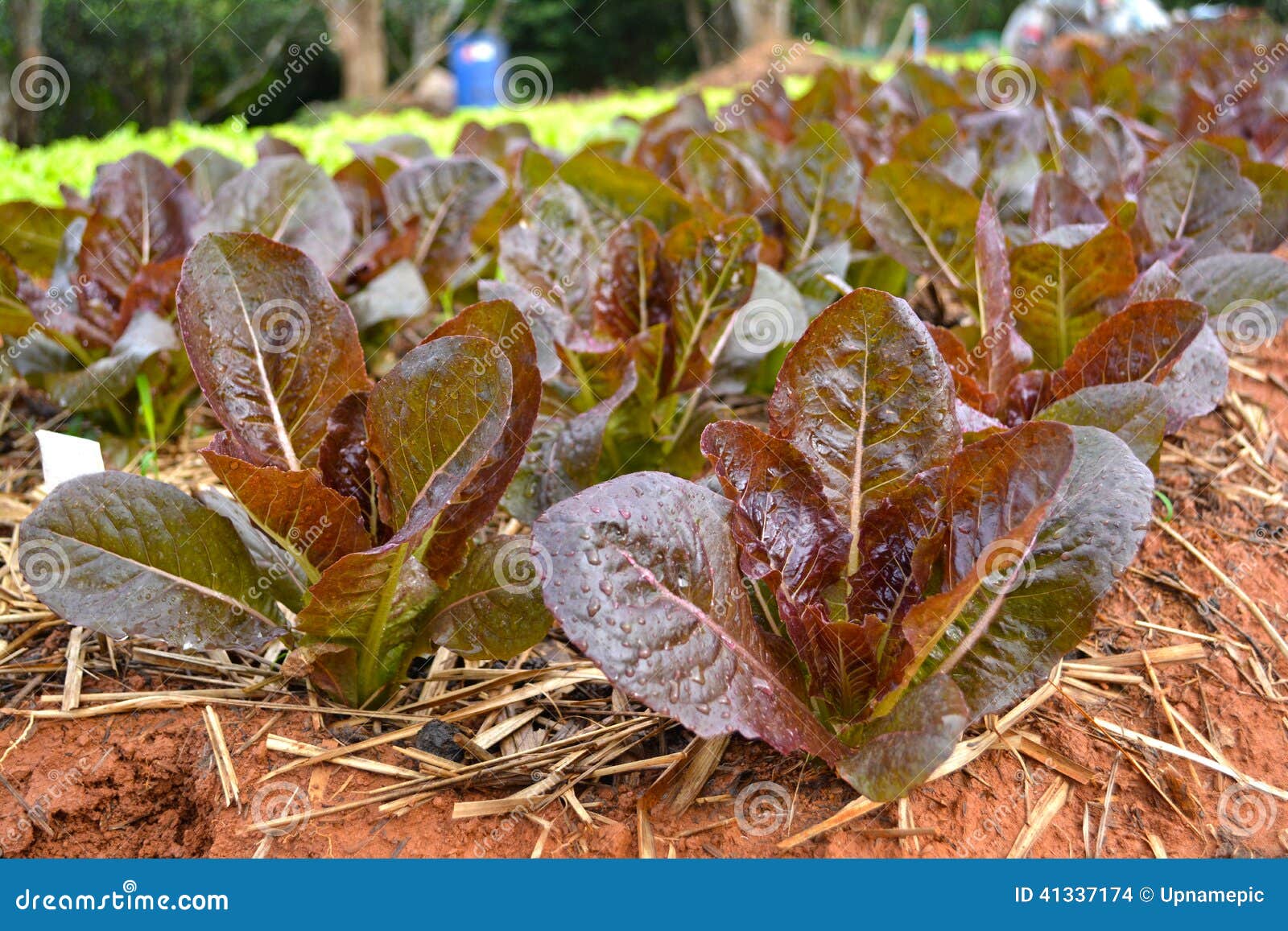 Red Batavia Lettuce Hydroponic Vegetable. Stock Photo Image of