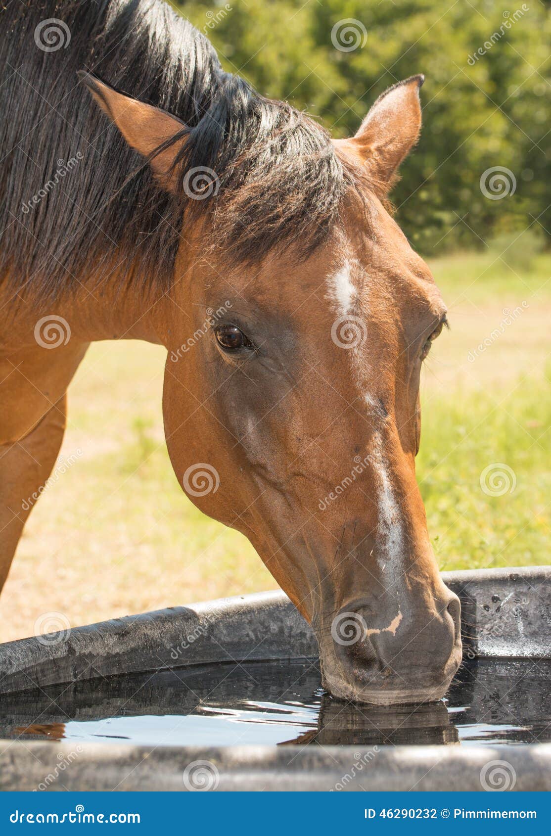 Red bay horse drinking stock photo. Image of summer, head 46290232