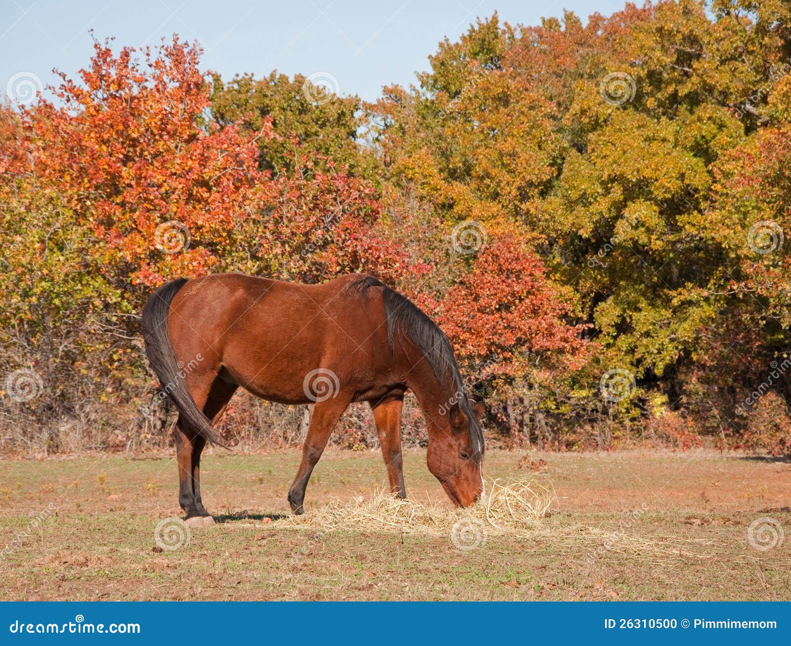 Red Bay Horse Eating Hay in Pasture Stock Photo Image of brown