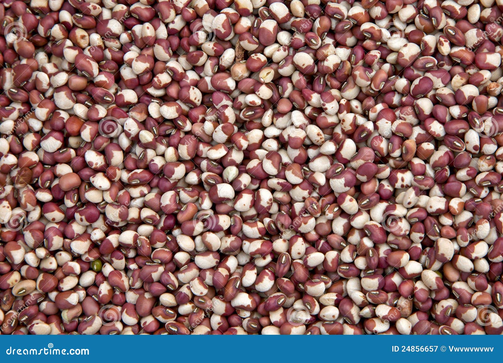 Red Beans for Food stock image. Image of feed, sale, food 24856657