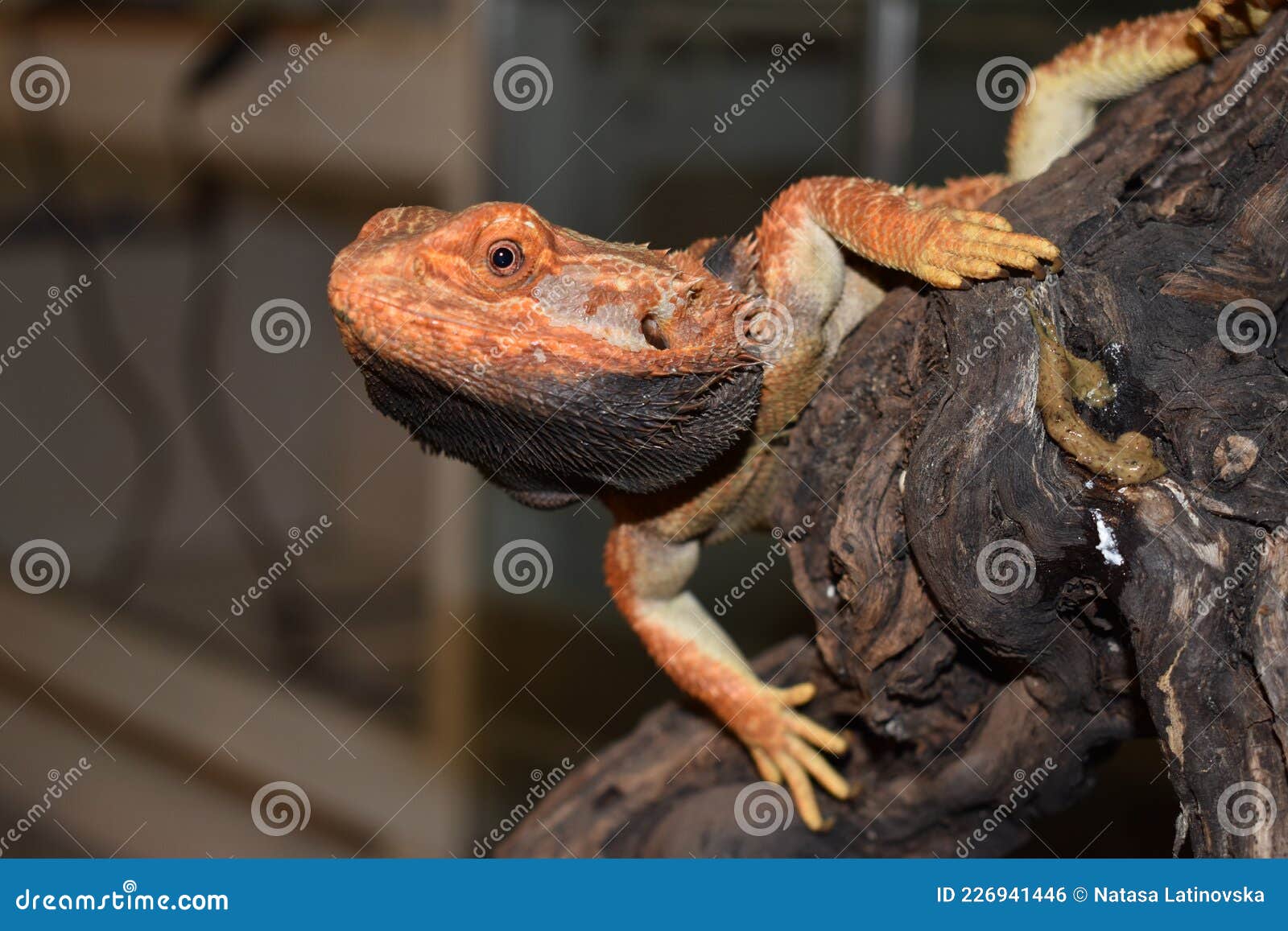 Red Bearded Dragon on a Tree Stock Photo Image of animal, bearded