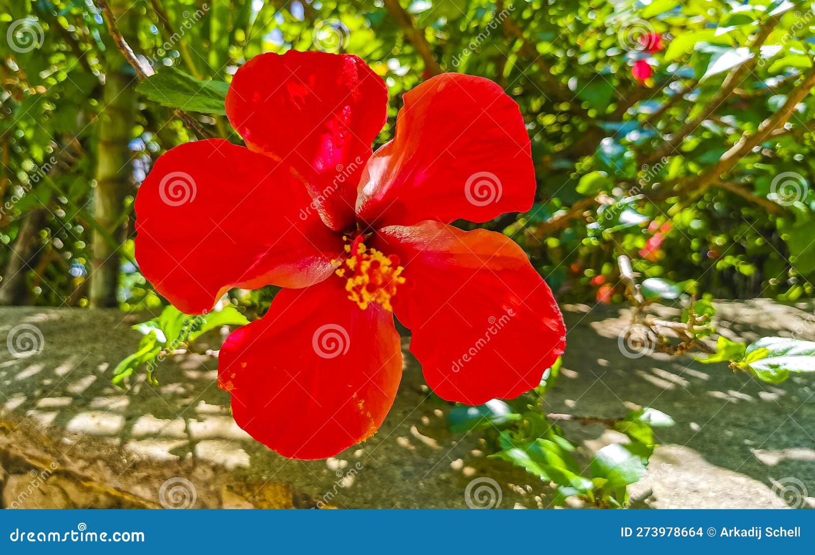 Is The Hibiscus a Shrub, Tree, or Other Type of Plant?