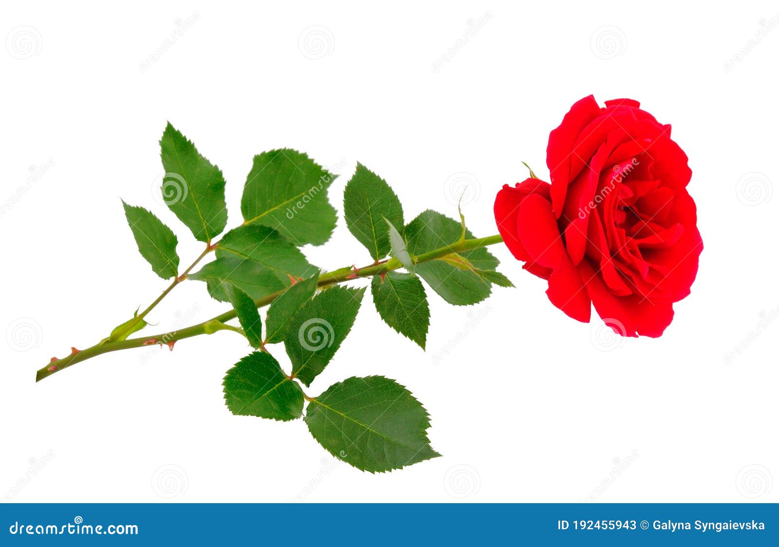 Red beautiful rose stock image. Image of love, holiday - 192455943