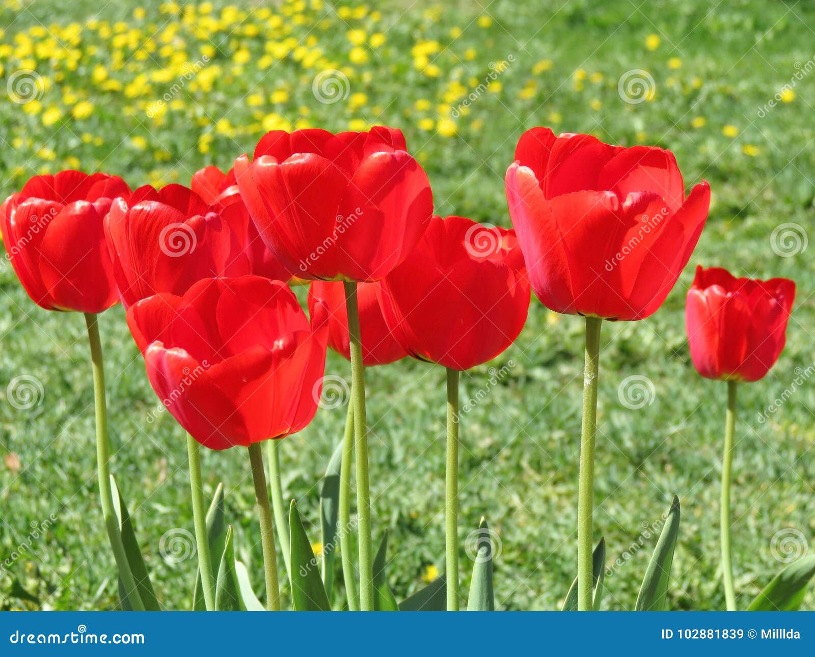 Red Beautiful Tulip Flowers Stock Image Image Of Floral Nice 102881839