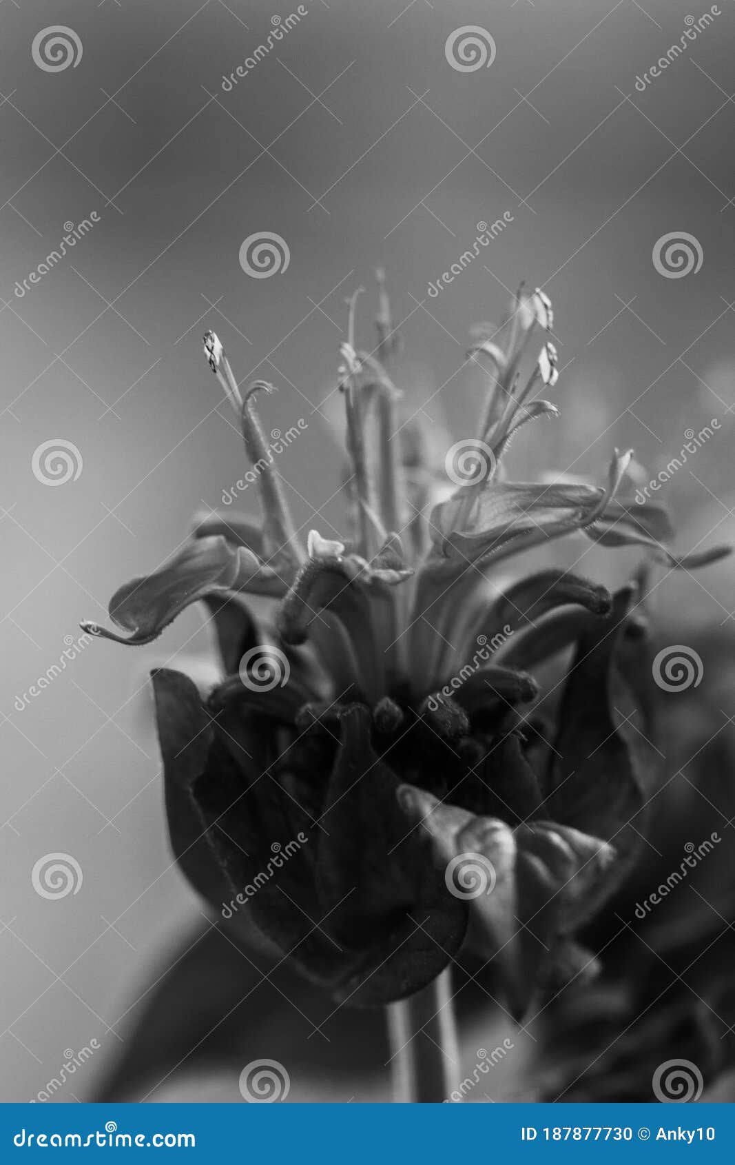 red beebalms monarda flowers in natural light