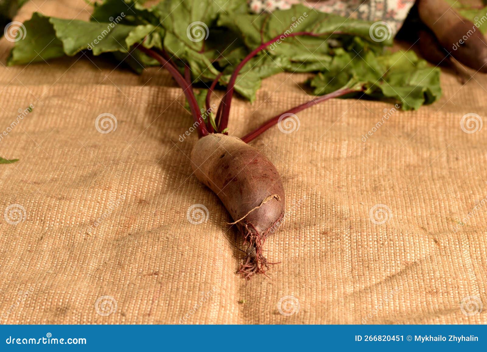The Fruit of the Red Beet Lies on the Table. Stock Image Image of