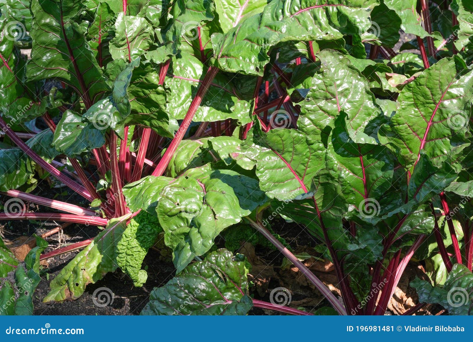 Red beet leaves stock image. Image of vitamins, salad 196981481