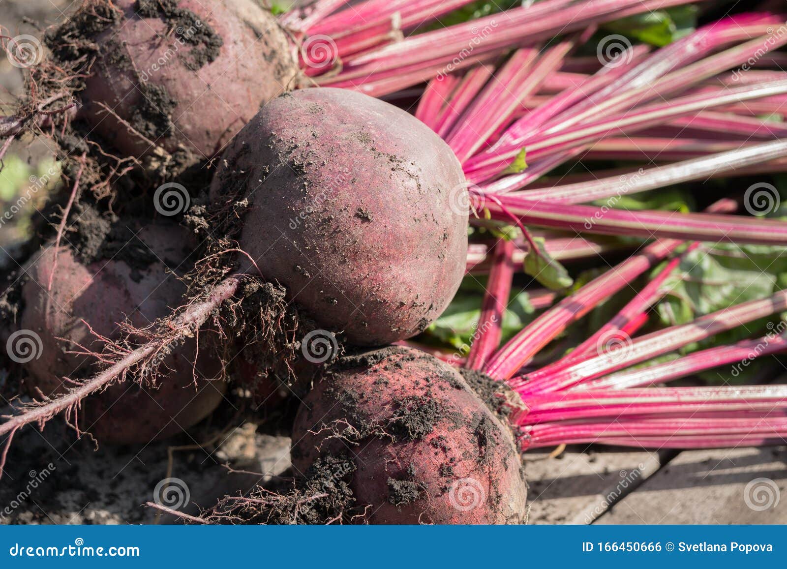 Red Beets Lying on the Ground in the Garden at the Time of Harvesting