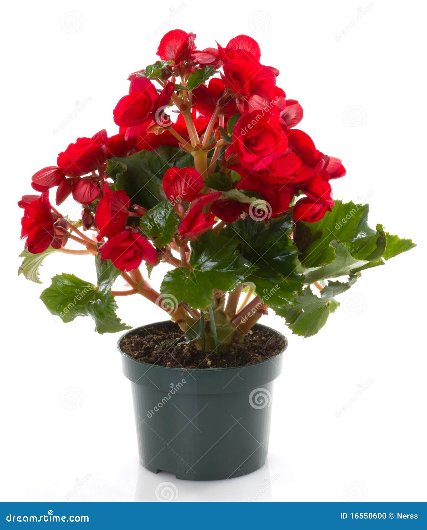 Details 300 imagen begonia roja