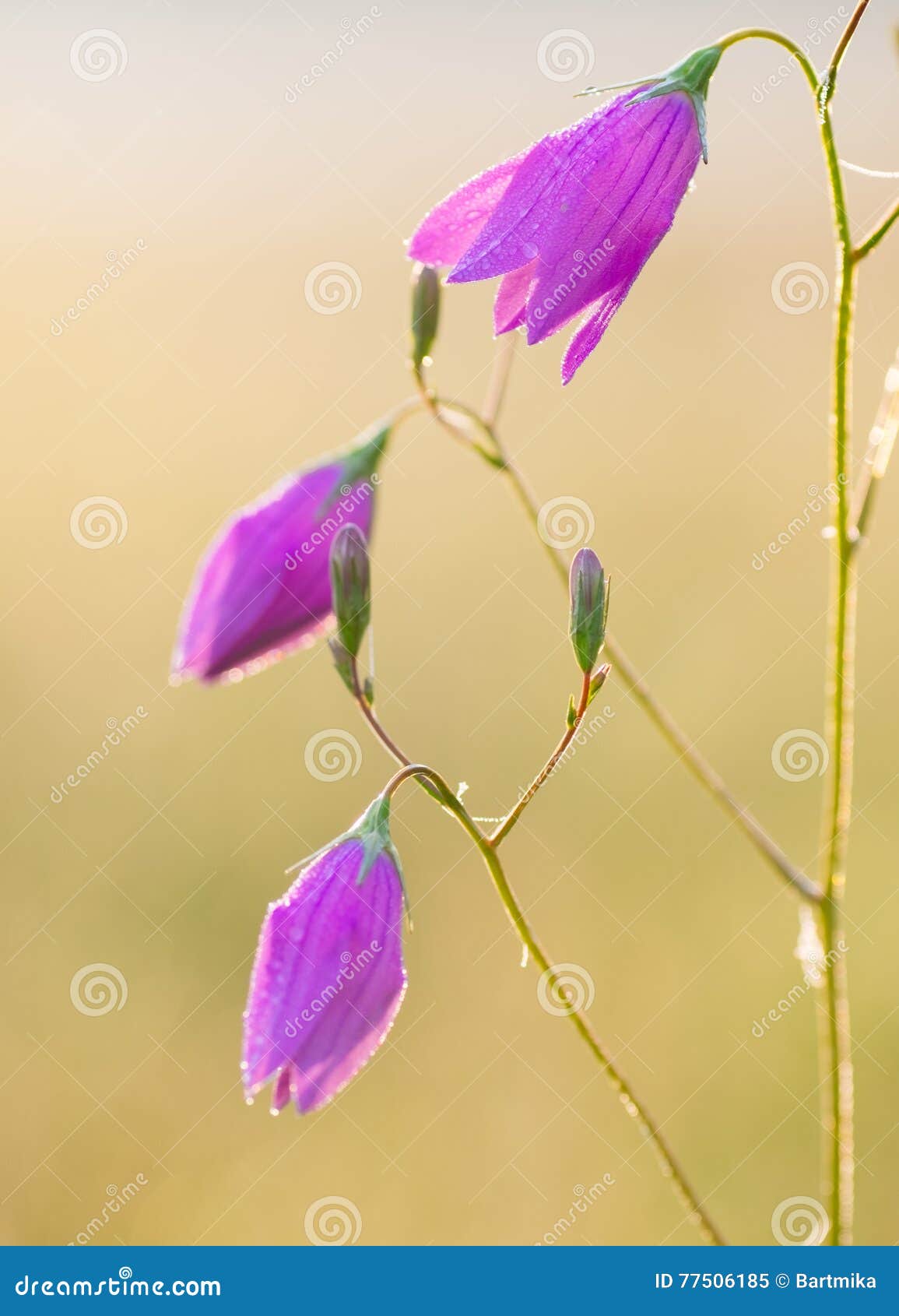 Red bell flower stock image. Image of closeup, summer 77506185