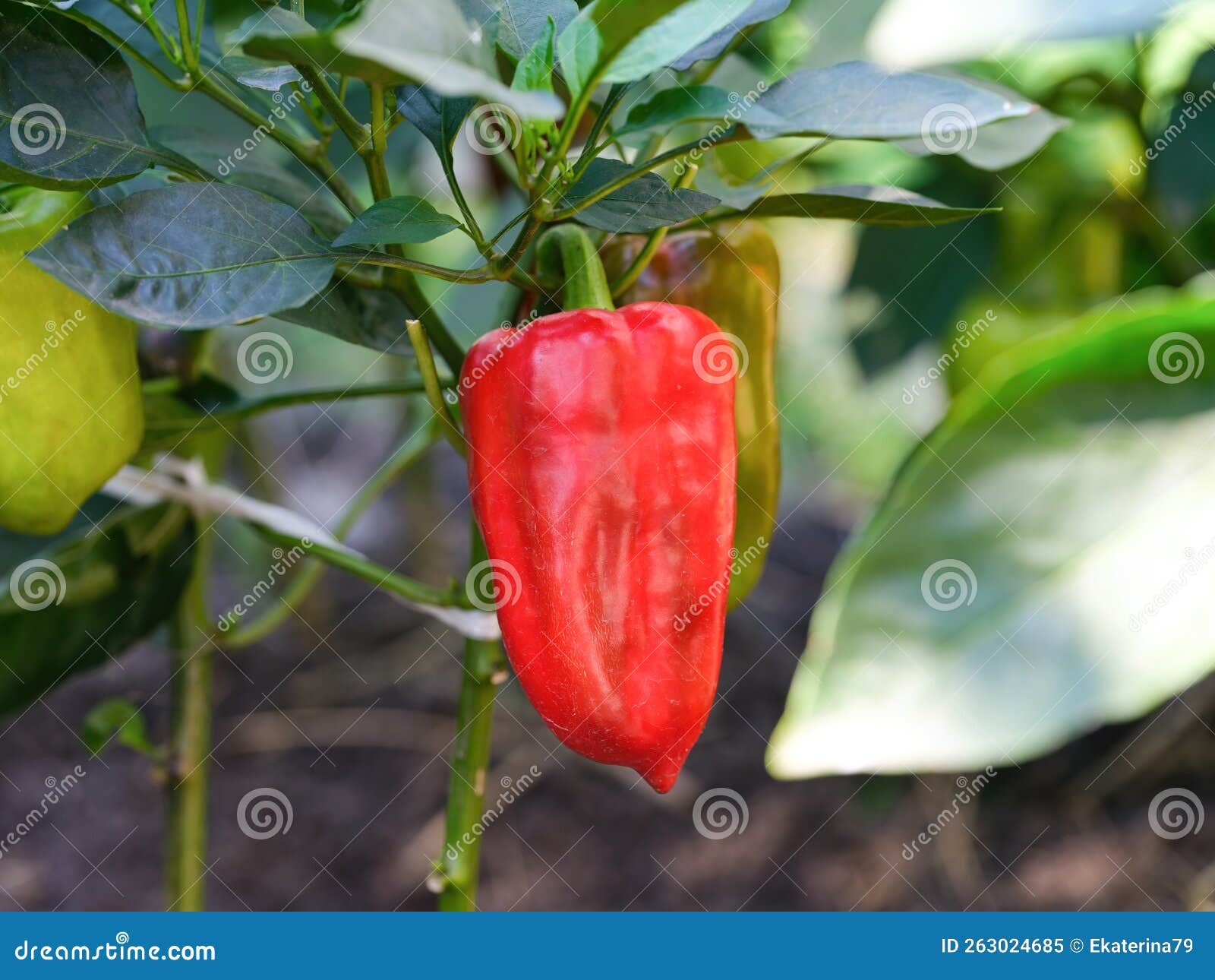 Red Bell Pepper Growing in the Garden Stock Image Image of garden