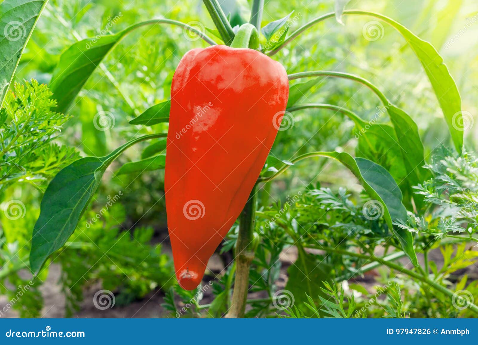 Red bell pepper on a plant stock photo. Image of ripe 97947826