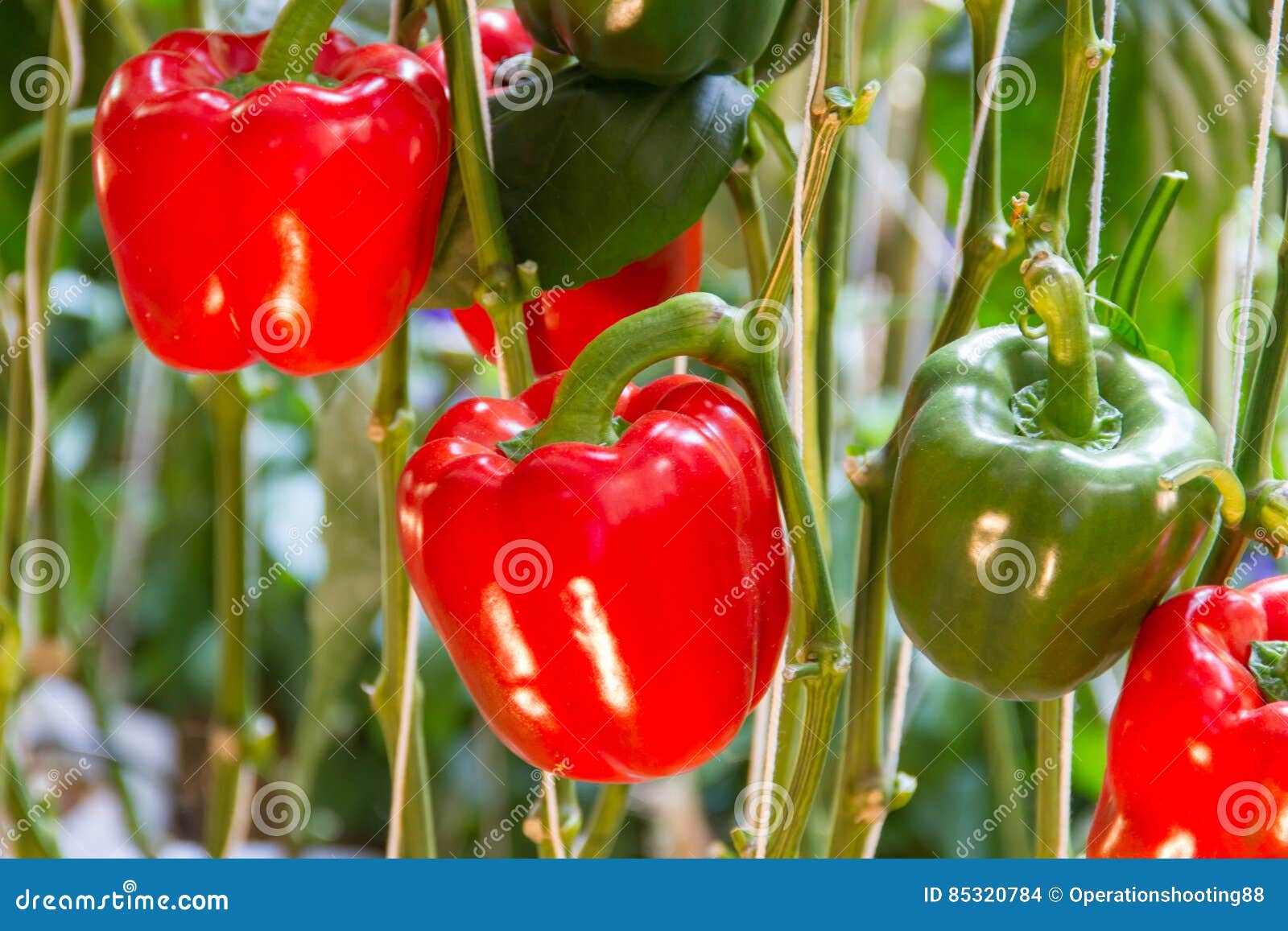 Red bell pepper on tree stock photo. Image of pepper 85320784