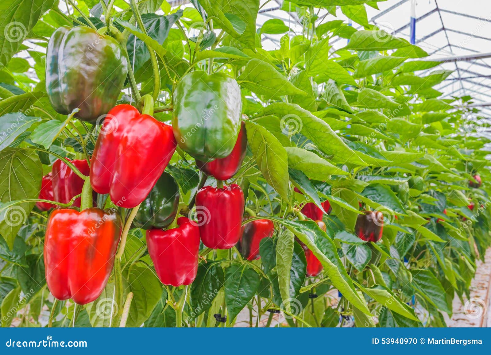 red bell peppers in a greenhouse