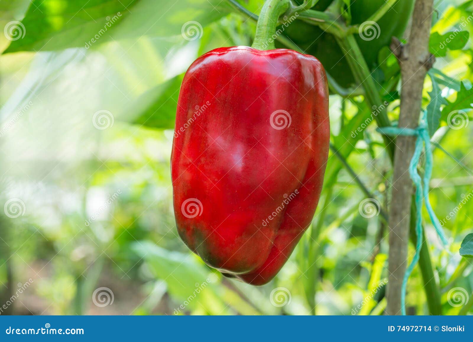 Red Bell Peppers Growing in the Farm Stock Photo Image of diet