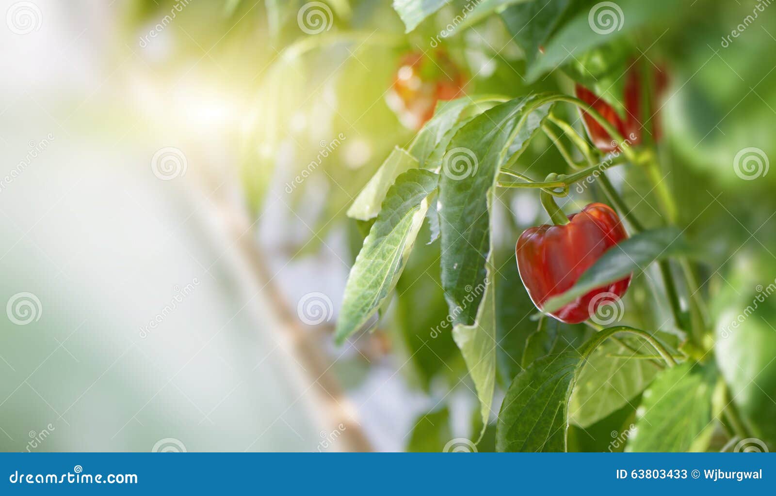 red bell peppers growing on a plant