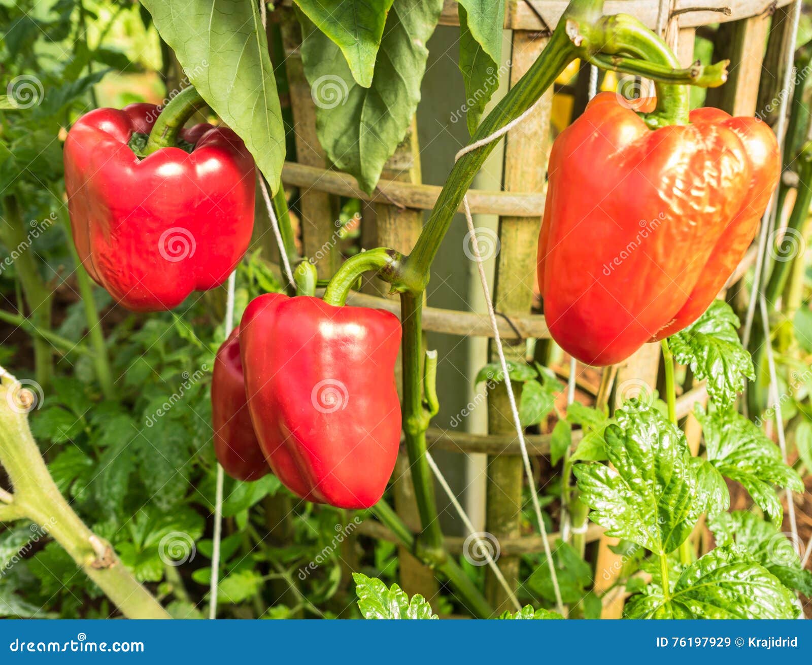 Red bell peppers stock image. Image of grow, nature, fresh 76197929