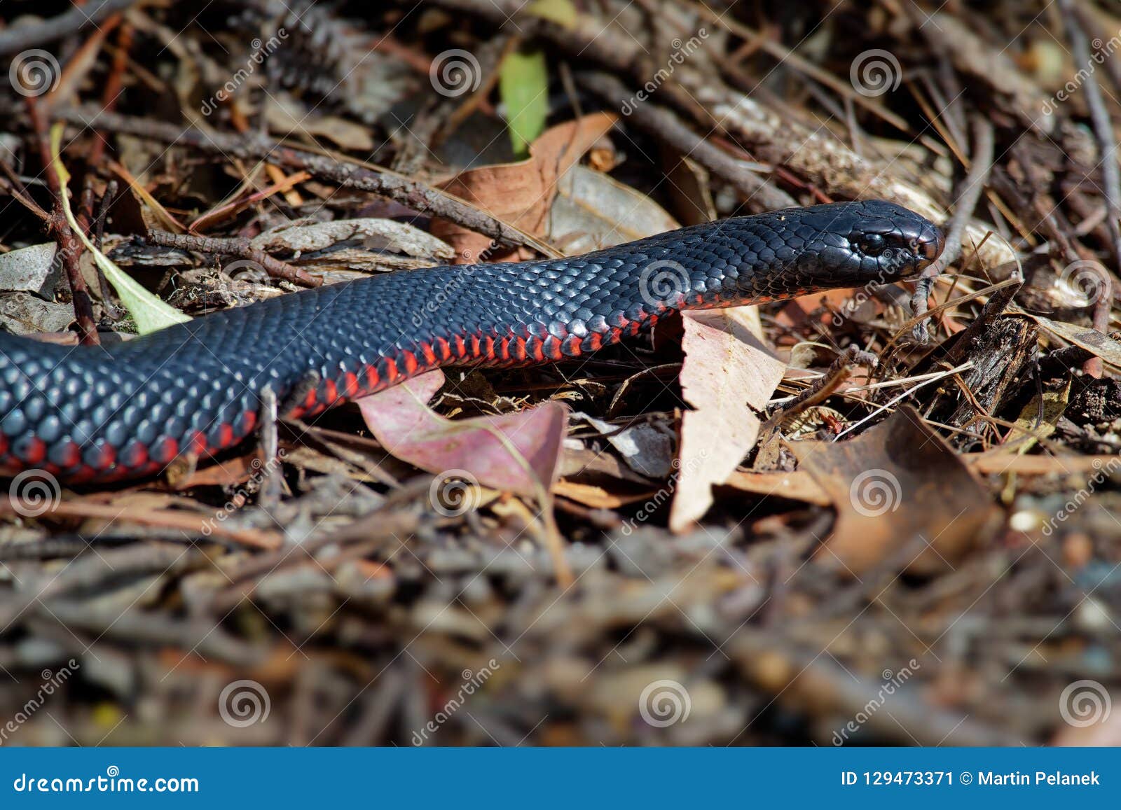 red-bellied black snake - pseudechis porphyriacus species of elapid snake native to eastern australia