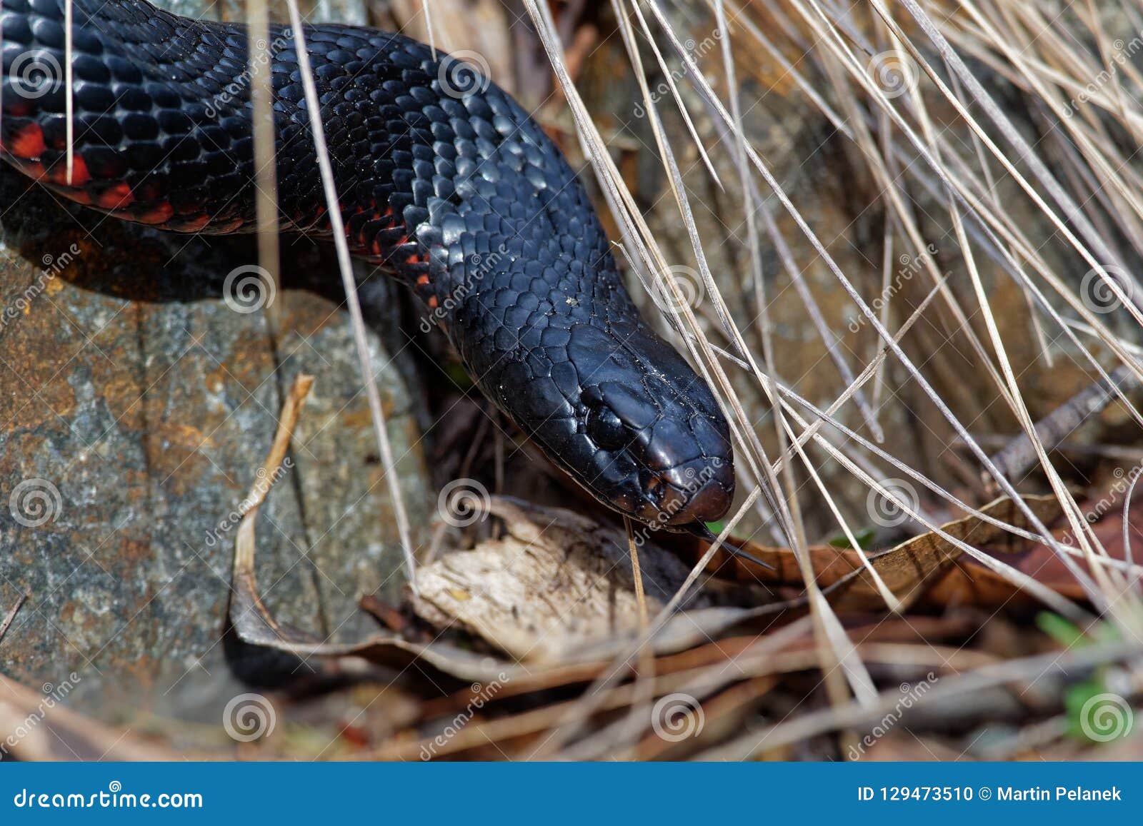 red-bellied black snake - pseudechis porphyriacus species of elapid snake native to eastern australia