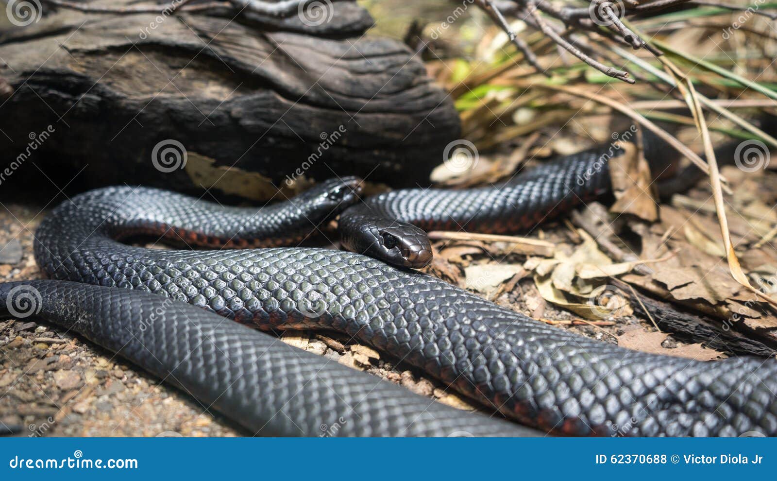 red bellied black snakes