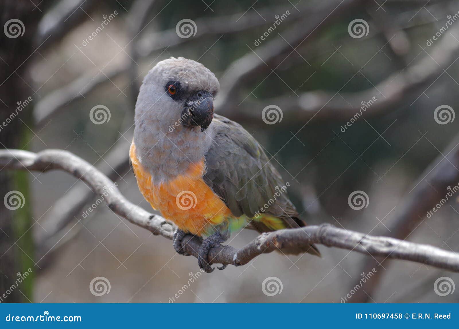 red-bellied parrot poicephalus rufiventris