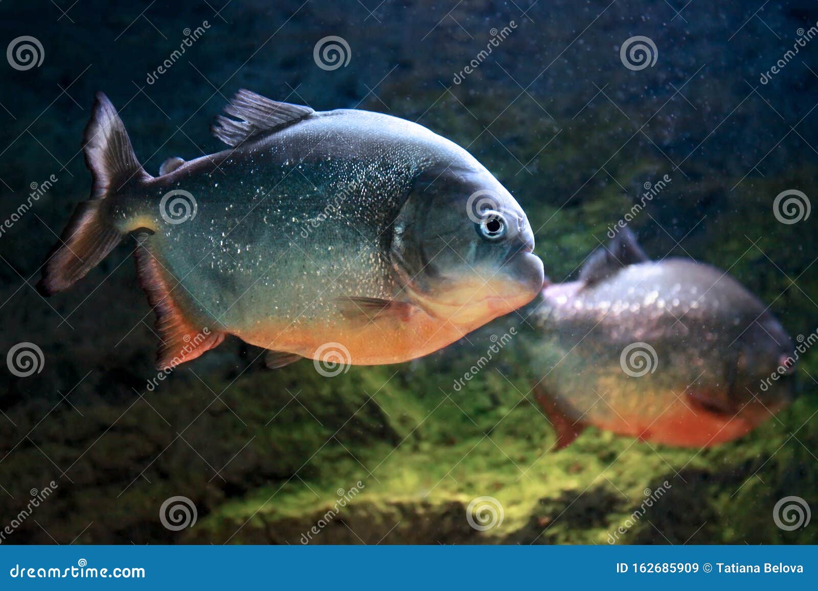 Red Bellied Piranha Pygocentrus Nattereri Or Red Piranha Fish Stock Image Image Of Amazon River Red Bellied Piranha Pygocentrus Nattereri Or Red Piranha Fish Stock Image Image Of Amazon River