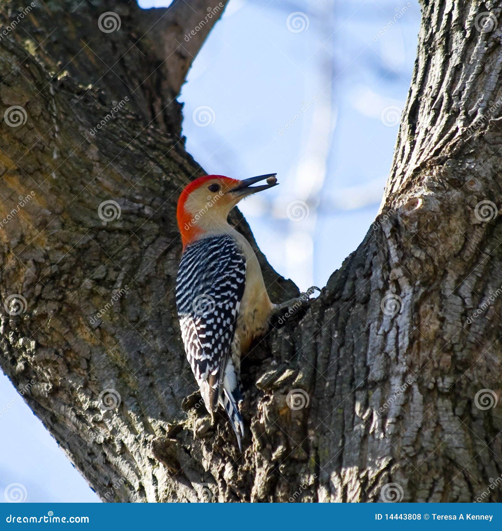 Red Bellied Woodpecker Melanerpes Carolinus Profile On Fallen Tree