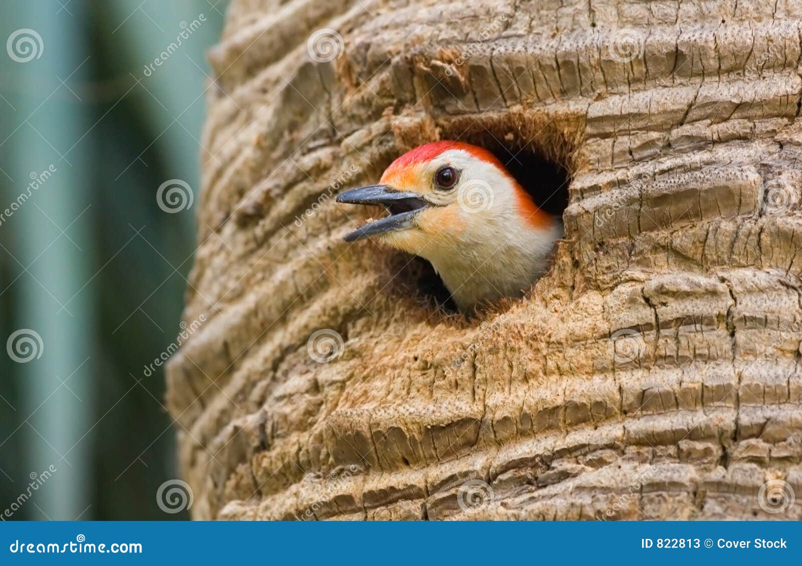 Red Bellied Woodpecker Chirping at Nest Stock Image - Image of : 822813