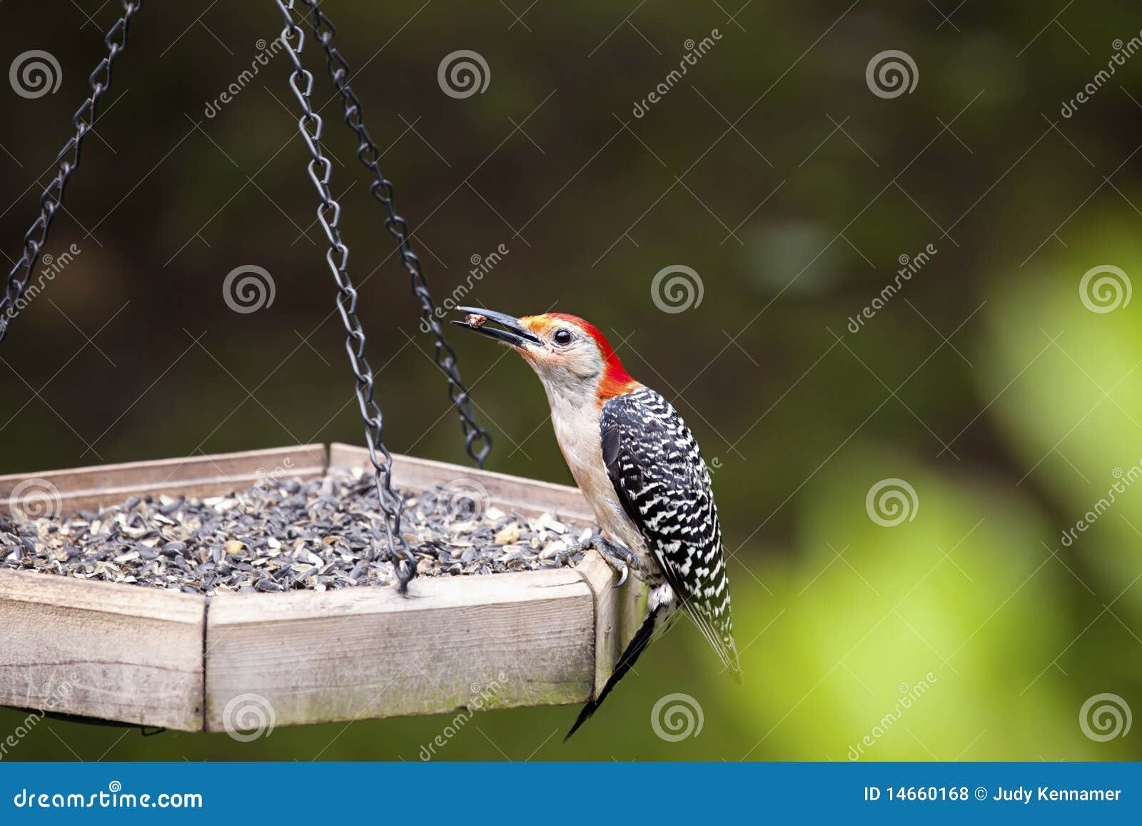 Red Bellied Woodpecker Melanerpes Carolinus Profile On Fallen Tree