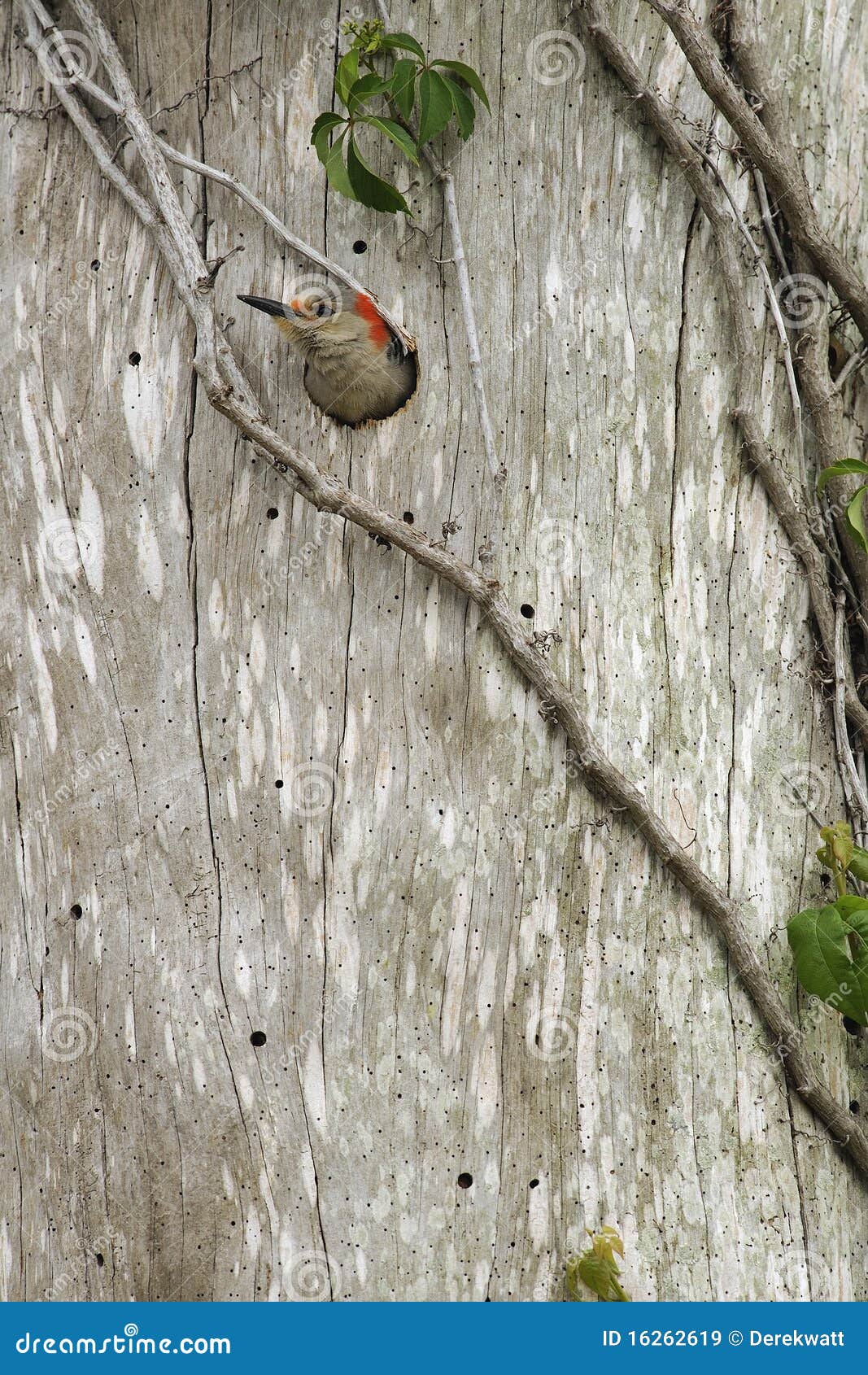 Red Bellied Woodpecker Emerging from the Nest Stock Image - Image of